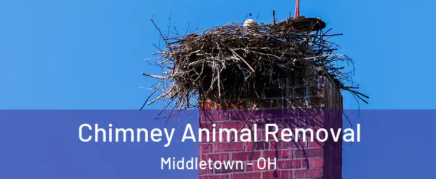 Chimney Animal Removal Middletown - OH