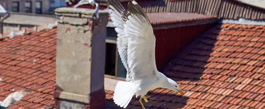 Residential Chimney Animal Removal Solution in Middletown, OH